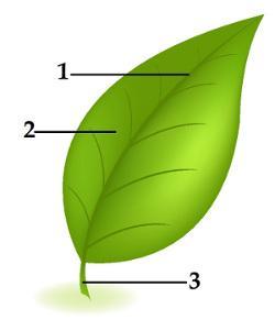 TD BOTÂNICA UECEVEST KALIL MUBARAC 1) A figura abaixo representa uma folha simples.