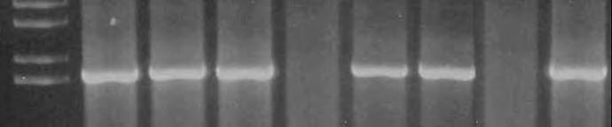 7. Figura 20. Amostras amplificadas com PCR convencional.