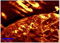 Imaginea de microscopie confocala a unei probe biologice Grupul de echipamente descris in bazele de date ERRIS, site-ul IMT-MINAFAB (link) https://erris.gov.