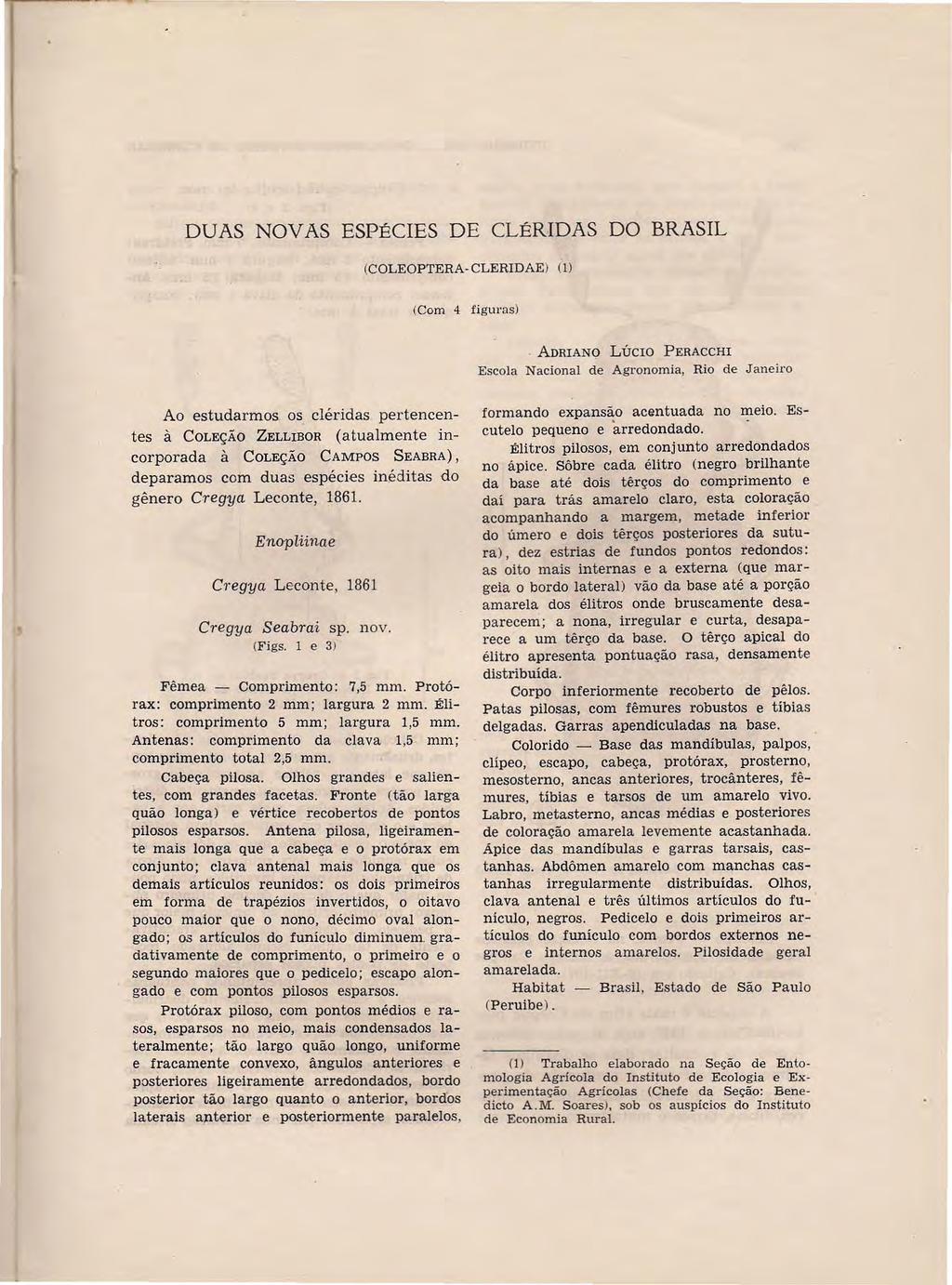 DUAS NOVAS ESPÉCIES DE CLÉRIDAS DO BRASIL ICOLEOPTERA CLERIDAE) (1 ) (Com 4 figuras) ADRIANO LÚCIO PERACCHI Escola Nacional de Agronomia, Rio de Janeiro Ao estudarmos os cjéridas pertencentes à