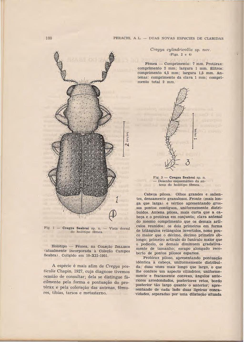 180 PERACHI, A.L. - DUAS NOVAS E SPÉCIES DE CLERIDAS C"egya cy!indricollis sp. novo (Figs. 2 e 4) Fêmea - Comprimento: 7 mm. Protórax: comprimento 2 mm; largura 1 mm.