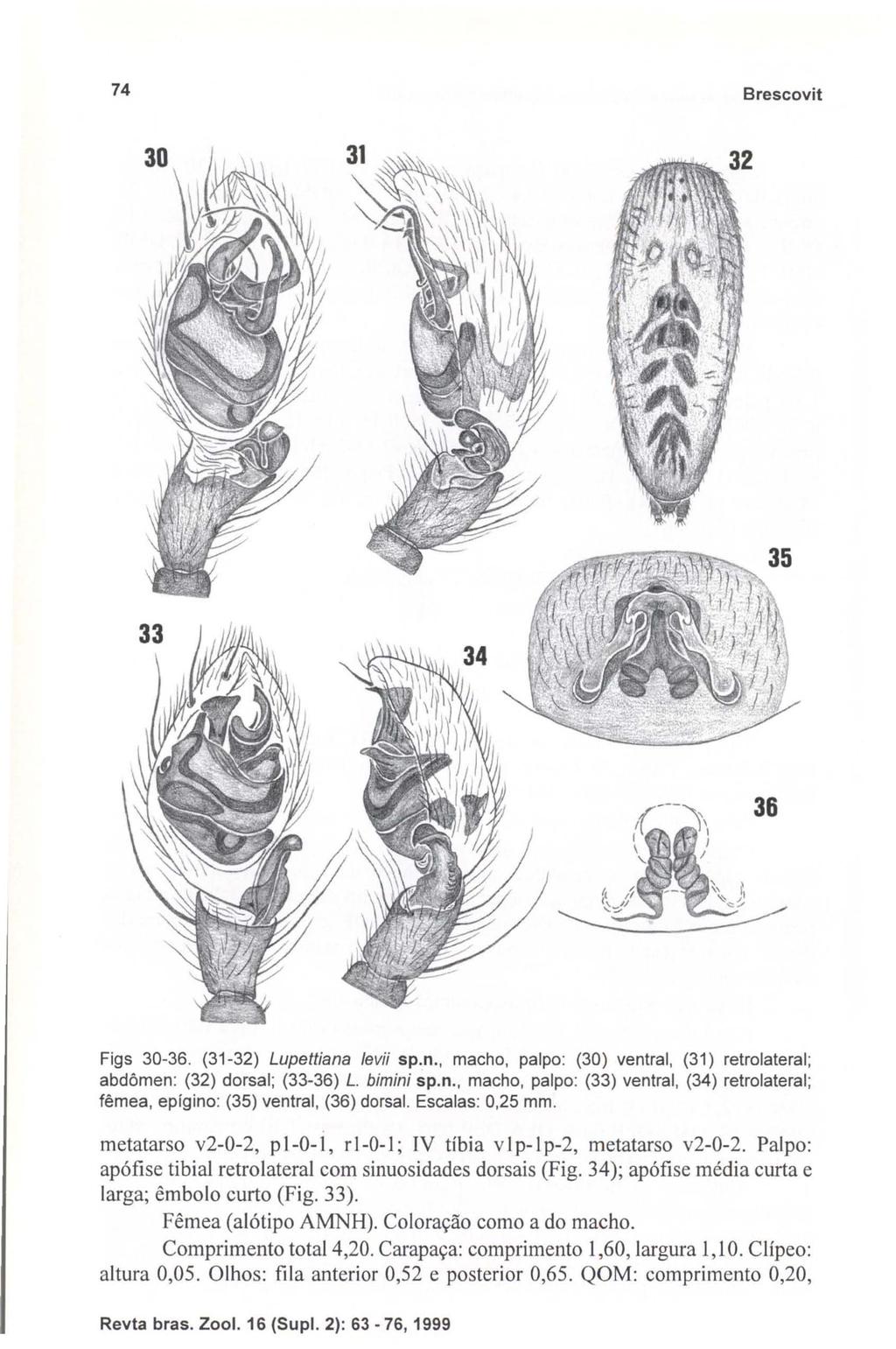 74 Brescavit Figs 30-36. (31-32) Lupettiana levii sp.n., macho, palpa: (30) ventral, (31) retrolateral; abdômen: (32) dorsal; (33-36) L. bimini sp.n., macho, palpo: (33) ventral, (34) retrolateral; fêmea, epigino: (35) ventral, (36) dorsal.