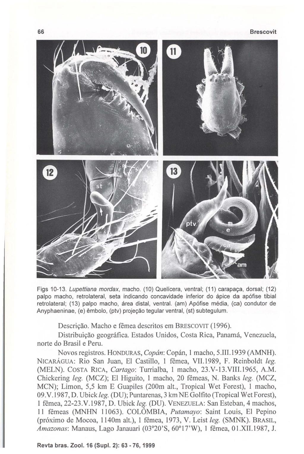 66 Brescovit Figs 10-13. Lupettiana mordax, macho.