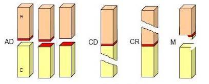 Resina (R na cor laranja), dentina (D na cor amarela) e adesivo na cor vermelha. 4.2.