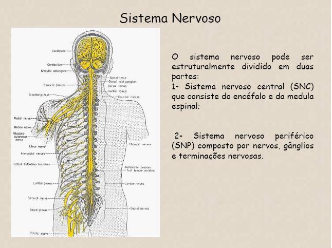 Tronco Cerebral Medula e Canal Espinhal