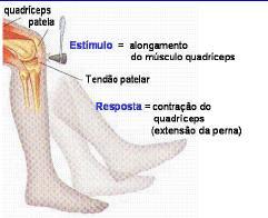 Avaliação Tetânica Estimulação raiz sensitiva (estimulação tetânica 50 Hz) e avaliação