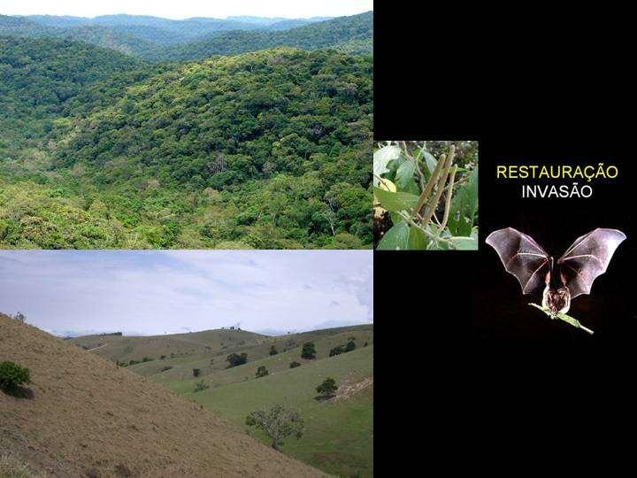 ANTES Vale do Paraíba DEPOIS A derrubada e queimada da floresta com propósito de assentar cafezais prosseguiu em São Paulo até o séc.