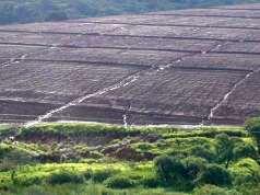 Agricultura como maior fonte de degradação desmatamento