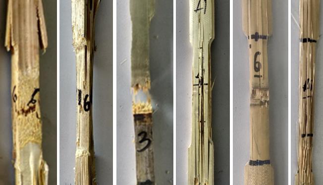 FIGURA 2 Fraturas observadas nos corpos de prova fabricados de bambu gigante com e sem nó, mossô com e sem nó, e cana da Índia com e sem nó, da esquerda para direita.