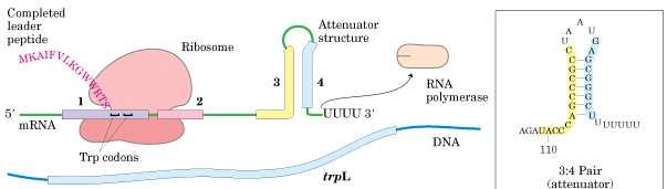 Regulação do Operon trp por atenuação Presença de triptofano