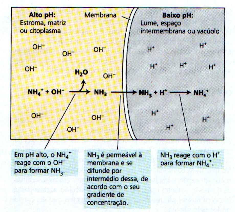 O que acontece com a amônia/amônio formados se eles não forem usados?