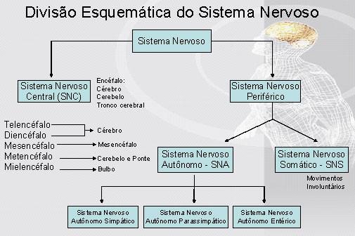 28 Figura 3 - Divisão do Sistema Nervoso Fonte: Damiani 21. 2.3.1.1 Sistema Nervoso Central O sistema nervoso central é aquele que se localiza dentro do esqueleto axial (cavidade craniana e canal vertebral).