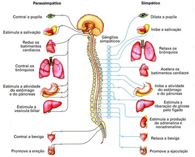 30 Figura 4 - Diferenças anatômicas do sistema nervoso parassimpático e sistema nervoso simpático. Fonte: Lopes 22.