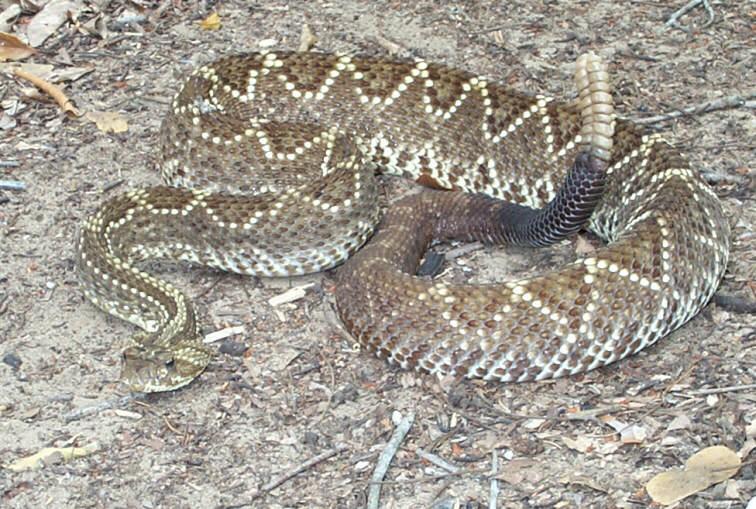 10 1 INTRODUÇÃO As serpentes do gênero Crotalus estão representadas no Brasil por apenas uma espécie, a Crotalus durissus e seis subespécie amplamente distribuída no