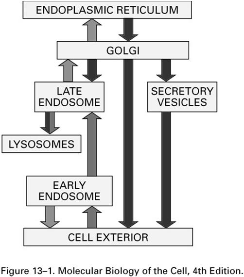 As vias endocítica e biossintética-secretora. A via endocítica está ilustrada de verde e a biossintética-secretora de vermelho.