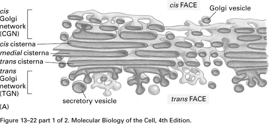 C) Uma micrografia eletrônica de uma célula vegetal vista em seção transversal.