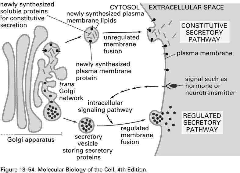 Os mecanismos de secreção constitutiva e regulada. Os dois mecanismos diferem na rede trans-golgi. O mecanismo de secreção constitutiva opera em todas as células.