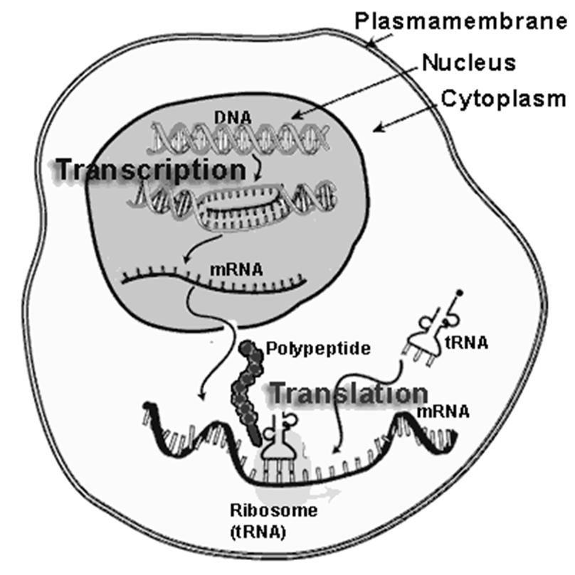 DNA RNA Adenina Guanina