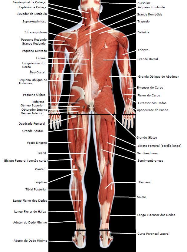 Figura 6 Esquemas dos músculos humanos vista posterior