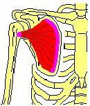 SUBESCAPULAR Inserção Proximal Superfície anterior da escápula