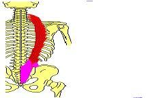 costelas e nas apófises transversas das últimas vértebras cervicais Músculos do Abdómen GRANDE