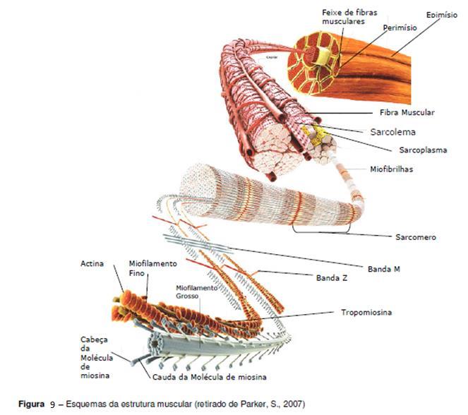 FISIOLOGIA MUSCULAR ESTRUTURA DA FIBRA MUSCULAR O músculo esquelético é composto de grandes grupos de células longas denominadas fibras musculares.