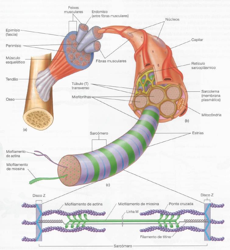 SARCÓMERO A miosina e a actina estão contidas dentro de compartimentos denominados sarcómeros (figura 10). Os sarcómeros são unidades funcionais do músculo esquelético.