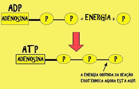 Oxidação: remoção de um ou mais elétrons de uma molécula Redução: adição de uma ou mais elétrons de uma moléculas Para que uma molécula ser oxidada uma outra deve ser reduzida.