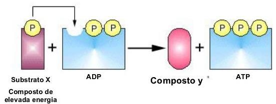 Fosforilação de Substrato Quando o substrato doa o grupo fosfato para um