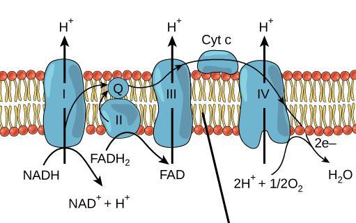 Fosforilação oxidativa Elétrons transferidos para compostos