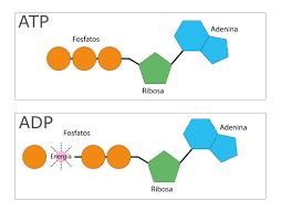 A energia liberada das reações de redox devem ser conservadas pelas células para gerir atividades celulares de demandam energia.