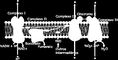 Quinonas Citocromo Outras proteínas