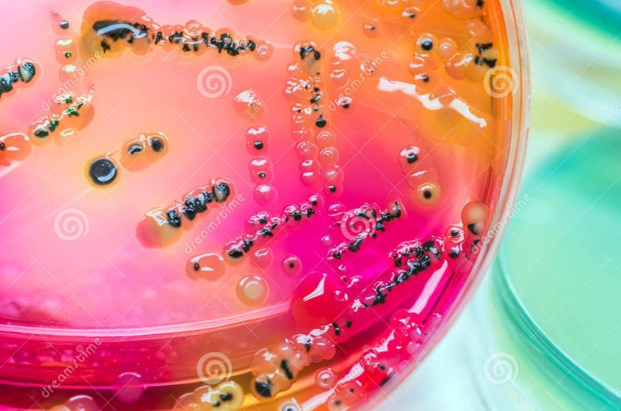 Meios e Cultura de laboratório MEIO DE CULTURA: uma mistura de nutrientes utilizada para promoção de crescimento de microrganismos em laboratório (in vitro).