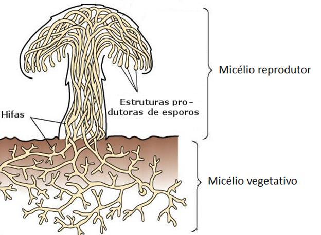 Micélio aéreo Morfologia dos fungos o micélio que se projeta na superfície e cresce acima do meio de cultivo É quando o micélio aéreo se diferencia para