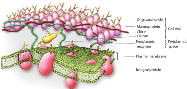 Membrana Celular Composição química: lipídeos (fosfolipídeos), proteínas, polissacarídeos e radicais esteróis (ergosterol) que não são encontrados nas células bacterianas