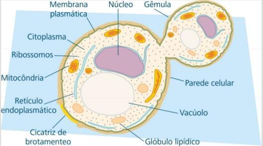 Citoplasma Síntese proteica, compostos por RNA e proteínas Sítio da fosforilação oxidativa, sendo composta por membranas de fosfolípides.