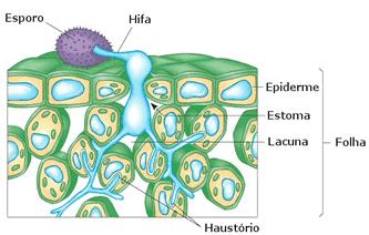 e fixação Haustório Hifas especializadas que