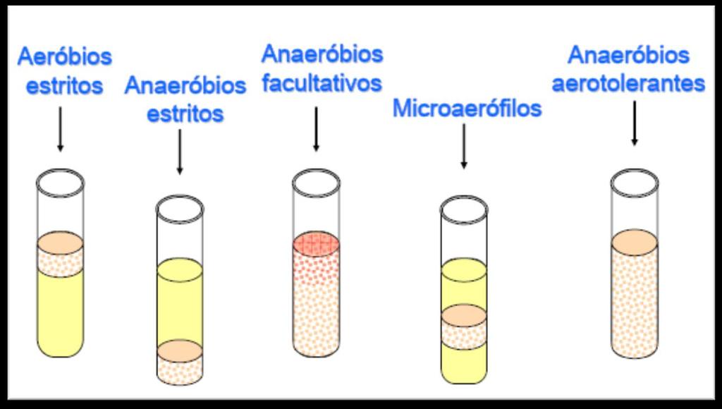 Fisiologia Obtenção de energia presença de oxigênio