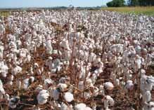 Algodão tem oferta escassa no mercado divulgação/casa do Algodão Área de algodão cultivada no estado de Goiás na safra 2009/2010 O fim da colheita do algodão no Brasil revelou que as previsões do