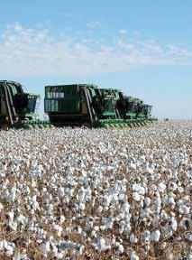 Vários fatores contribuíram para este cenário: a redução da produção brasileira de algodão em caroço em 2,5% e 2,7% no algodão em pluma; as perdas no Paquistão; a restrição de exportação da Índia; a