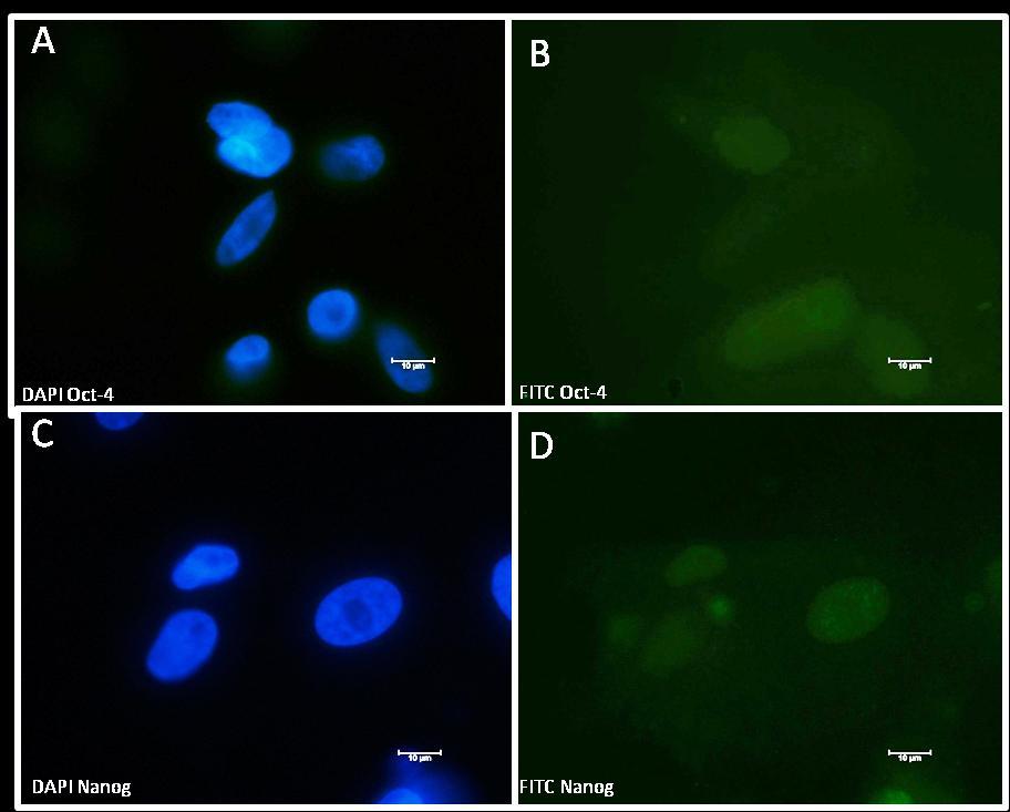 42 Figura 9 - Analise do perfil de expressão de marcadores de pluripotencia das células de membrana amniótica de 40d (Fonte: WINCK, C.