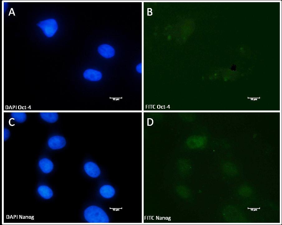 45 Figura 12 - Análise do perfil de expressão de marcadores de pluripotencia das células de membrana amniótica 50d (Fonte: WINCK, C.