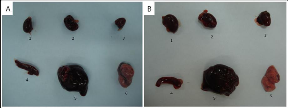 Figura 22 Análise macroscópica dos orgãos dos camundongos inoculados com célula-tronco de membrana amniótica 40 d e 50d (Fonte: WINCK, C.