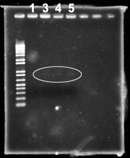 74 Figura 5.14. Imagem da eletroforese em gel de agarose 0,8% de amostras coletadas em diferentes pontos do Reator UD e do Inóculo utilizado no Reator RBA.