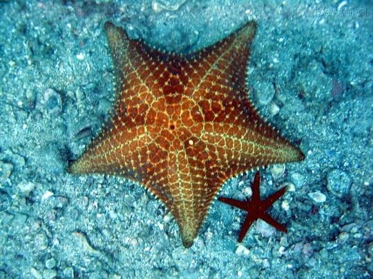 Vida livre; Exemplos: Estrelas do mar Ouriços do