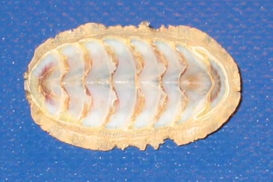 Filo Mollusca (Moluscos) Características gerais: o esqueleto representado pela concha é formado por 3 camadas: nacarada (externa, orgânica e