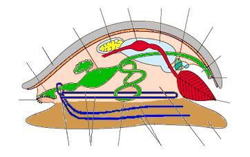 Anatomia e fisiologia (Moluscos) Sistema digestório: completo; com hepatopâncreas, que lançam secreções enzimáticas dentro do estômago; na boca, há uma estrutura