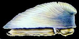 Classificação (Moluscos) Classe Monoplacophora: representada pelo gênero Neopilina, é
