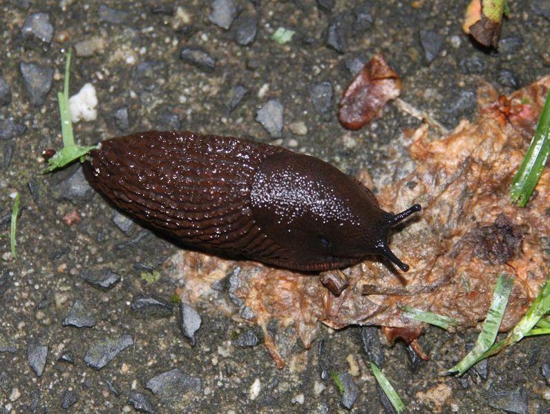 Classificação (Moluscos) Classe Gastropoda: possuem uma concha espiralada (caramujos e caracóis), mas