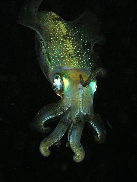 Classificação (Moluscos) Classe Cephalopoda: são os moluscos mais altamente desenvolvidos e estruturalmente diferentes; podem ser considerados como o grupo mais avançado dentre os invertebrados